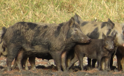 Wild pigs are one of the most widespread invasive species on Earth. Image credit: Fitzroy Basin Association Wild pigs in scrubland